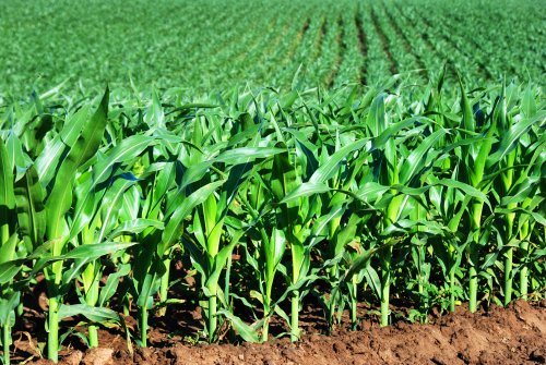 organic%20seeds%20maize%20corn.jpg